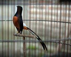 Murai Batu In 2021 Burung Gambar Burung Murai