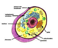 This is tour of animal cell by paul eyler on vimeo, the home for high quality videos and the people who love them. Cell Vocabulary With Pictures Flashcards Quizlet