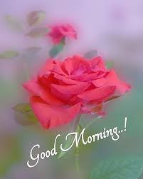 Check spelling or type a new query. Good Morning Images With Cute Flowers Hutomo