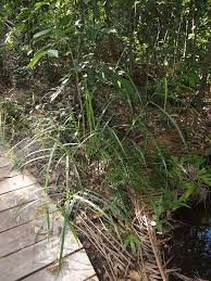 Image result for Scleria