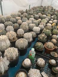 Image result for Thesium asterias