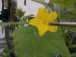 Has the plant not big enough yet to. Zucchini Turning Yellow And Rotting Growing Guides