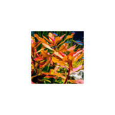 Image result for Nesaea crassicaulis