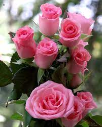 Pink Roses | Roses | Facebook