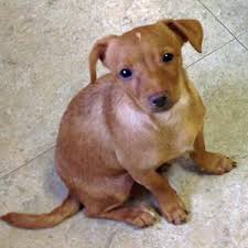 Check spelling or type a new query. Mini Dachshund Puppy For Sale In Danbury Connecticut Classified Americanlisted Com