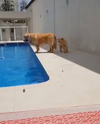 Cute Puppy Playing With Mother In The Pool Susser Welpe Spielt Im Pool Cutepuppyeatingfood Puppy Pool Cute Puppy Breeds Cute Puppies
