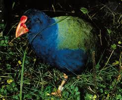 They have hidden vestigial wings and soft, hairlike feathers. 8 Birds That Can T Fly Britannica