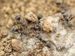 Responsibilities will include, but are not limited to: Pros In Control Pest Services Best Bed Bug Extermination East Brunswick Nj