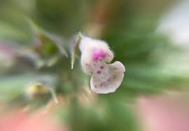 Repeat this process until all your growing seedlings are transplanted. A Complete Guide To Growing Catnip From Seed To Harvest Dengarden