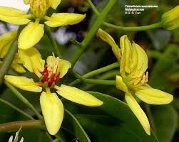 Image result for Malpighiaceae