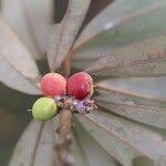 Image result for Englerophytum magalismontanum