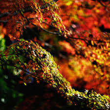 There are various varieties of maple leaf tempura served throughout the country. Mh97 Japanese Maple Tree Fall Nature Papers Co