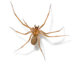 It continues to follow the hapless heroes david wong and his friend john, but this book is also quite. Recluse Spiders At University Of Michigan Cause Brief Library Closure The New York Times