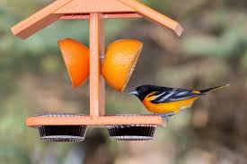Orioles are an extremely beautiful and colourful bird that graces us with their presence in early spring, sometimes throughout the summer and then again in the fall when they. Homemade Oriole Feeder My Pets Needs