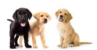 Golden Retriever Vs Labrador Two Of The Most Popular Dogs To Choose