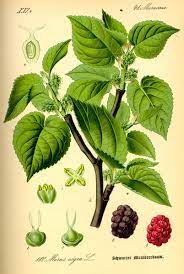 The mulberry tree is a superb shade tree well known for its foliage. Identify A Mulberry Morus Londinium