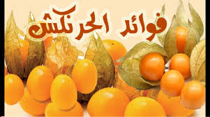 فوائد الحرنكش تعتبر الحرنكش من الفواكه التي تحتوي على كمي ات جيدة من العناصر الغذائية التي يحتاجها جسم الإنسان فهي تحتوي على ا health advice vegetables health