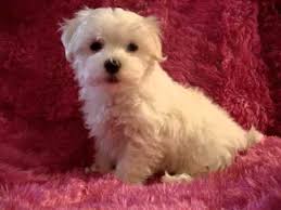 Find the perfect morkie puppy for sale in new york, ny at puppyfind.com. Maltipoo Morkie 15 Free Hq Online Puzzle Games On Newcastlebeach 2020