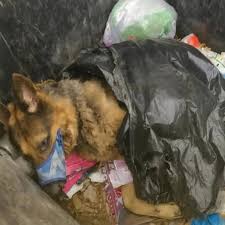 Did this dog get help i hope so please let me know people ...