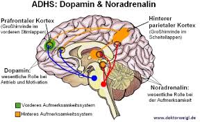 Maybe you would like to learn more about one of these? Dr Weigl Erkart Lisdexamfetamin Ldx Gegen Adhs Und Esstorungen