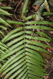 Image result for Amblovenatum opulentum