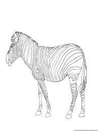 Zebra Coloring Pages | AMP Blogger design