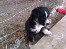 Our collies are now akc bred with heart certified!! Border Collie Puppies For Sale In Tavistock Ontario Nice Pets In Canada
