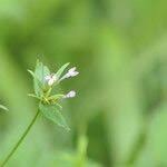 Image result for Conostomium