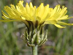 Image result for Crepis newii