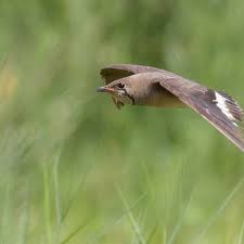 Image result for Calvoa orientalis