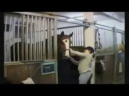 Reiten Lernen In Munchen Youtube