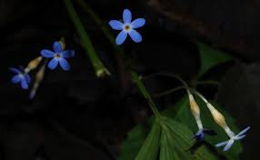 Image result for Voyria