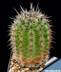 But the saguaro cactus only grows about a foot a year, and it won't grow an arm until it ages at least 50 years. Carnegia Gigantea