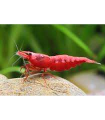 Fire Red Shrimps Cherry Shrimp Red Cherry Shrimp Shrimp Tank