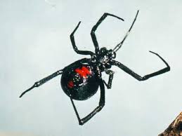 Learn how to spot them, what their bites feel and look like, and how they're the southern black widow. 10 Interesting Black Widows Facts My Interesting Facts