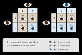 What Are Dominant And Recessive Alleles Facts Yourgenome Org