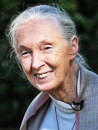 In the summer of 1960, she arrived in what is now Tanzania. The chimpanzees  that she was studying would run whenever she came into sight. Using  binoculars, she inched closer. The animals