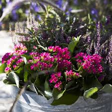 Queen Outdoor Kalanchoe Potplanten Tuin