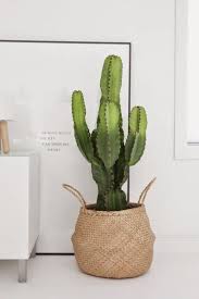 Cactus plants only require water when the top 2 inches of soil have dried out and require only enough water cactus plants love bright light and heat. Wohnen Ich Brauche Einen Riesen Kaktus Jane Wayne News Indoor Cactus Plants Cactus House Plants Plant Decor