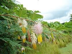 Image result for Dichrostachys