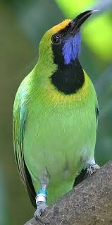 Birds On The Bat Forum Golden Fronted Leafbird Is A Common Resident Breeder In India Sri Lanka And Parts Of Southeast Asia Birds Pet Birds Beautiful Birds