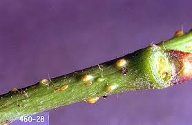 Résultat de recherche d'images pour "scale insects"