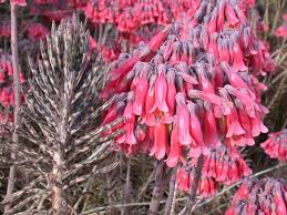 Mother Of Millions Bryophyllum Delagoense Plantes Grasses Plante Botanique