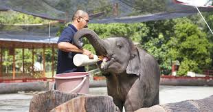 Temukan promo hotel, rumah liburan dan masih banyak lagi. Kuala Gandah Elephant Sanctuary Deerland Park And Aboriginal Settlement Tour From Kuala Lumpur Klook Malaysia
