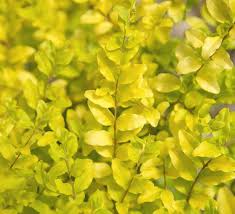 Image result for Ligustrum