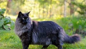 Brand name foods designed for cats are your best option. Norwegian Forest Cat Size Archives Mainecoon Companion