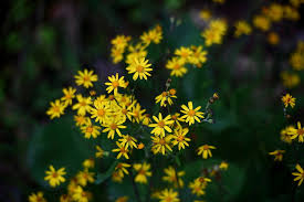 It is found in most areas of nc. File Yellow Forest Spring Wildflowers West Virginia Forestwander Jpg Wikimedia Commons