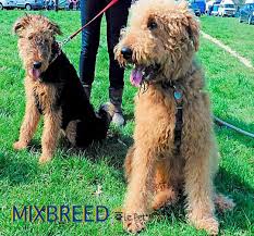 Breeders of merit are denoted by level in ascending order of: ð€ð¢ð«ðžðð¨ð¨ðð¥ðž ðƒð¨ð  ðð«ðžðžð Breeds Airedale Terrier Pet Hacks