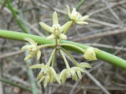 Image result for Cynanchum mossambicense
