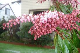 Mountain pieris (pieris floribunda) is native to north america and is more. Pieris Japonica Andromeda Japonica Fetterbush Japanese Andromeda Japanese Pieris Lily Of The Valley Bush Pieris North Carolina Extension Gardener Plant Toolbox